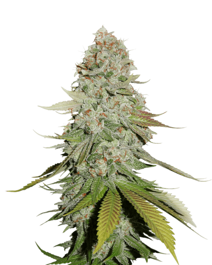 Critical Auto Green Point 4 seed