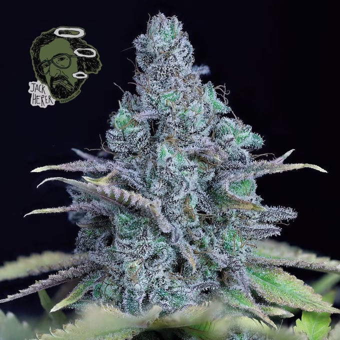 Jack Herer Feminised 3 semillas pack Exodus greenhouse seeds oficial holanda
